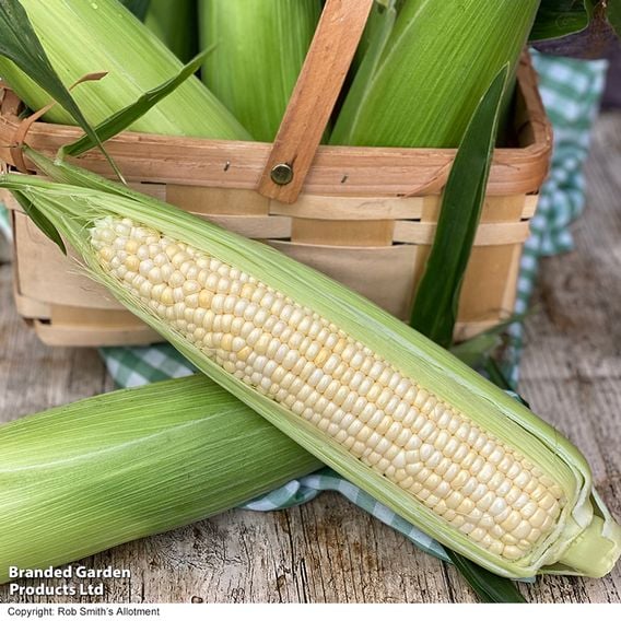 Sweetcorn 'Eden' F1 - Gourmet Veg Seeds