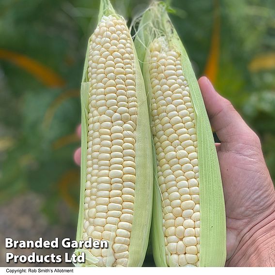 Sweetcorn Eden F1 - Seeds