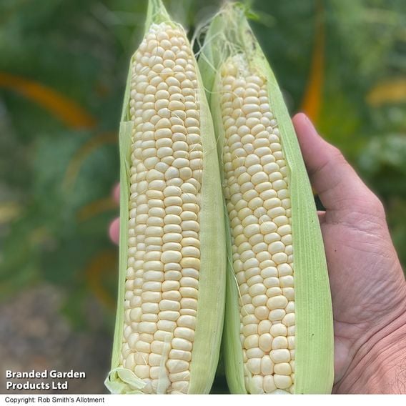 Sweetcorn 'Eden' F1 - Gourmet Veg Seeds