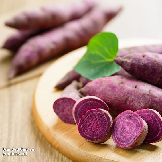 Sweet Potato 'Erato Violet'