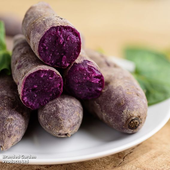 Sweet Potato 'Erato Violet'