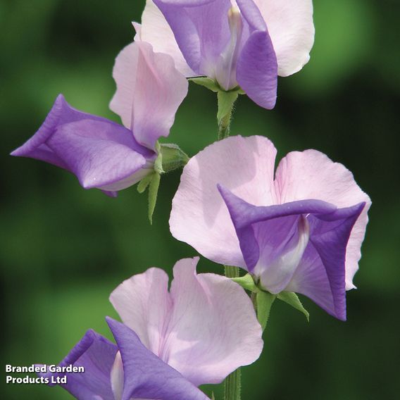 Sweet Pea 'Erewhon' - Seeds