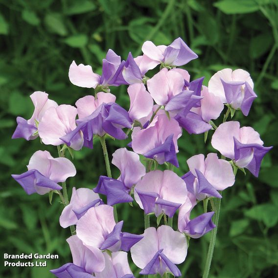 Sweet Pea 'Erewhon' - Seeds