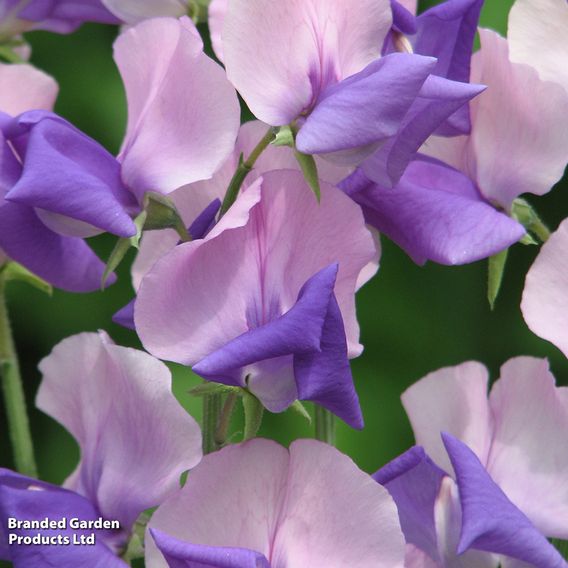 Sweet Pea 'Erewhon' - Seeds