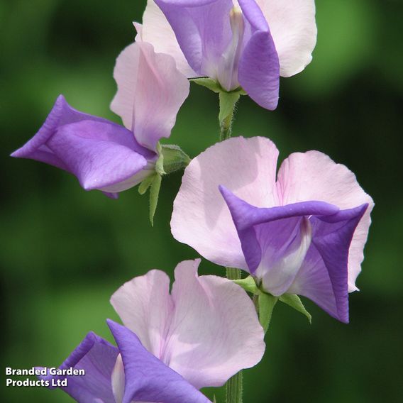 Sweet Pea 'Erewhon' - Seeds