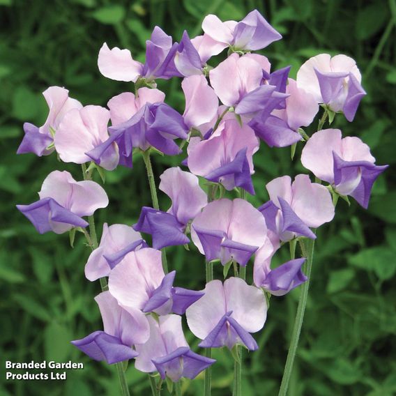 Sweet Pea 'Erewhon' - Seeds