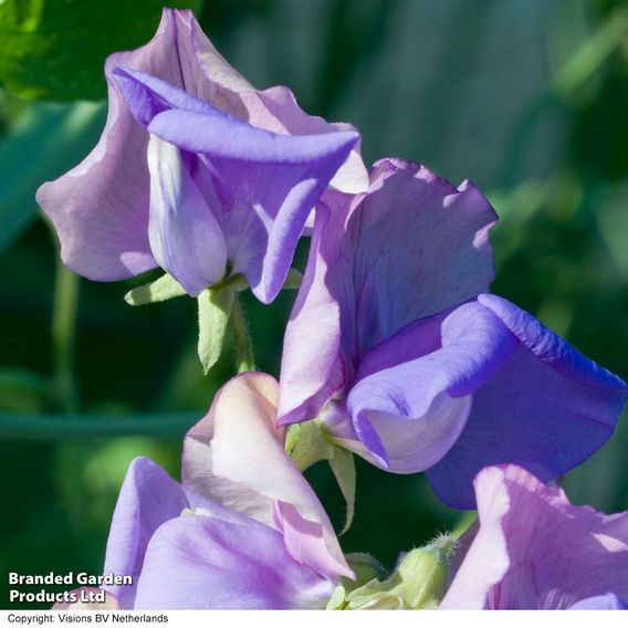 Sweet Pea 'Erewhon' - Seeds