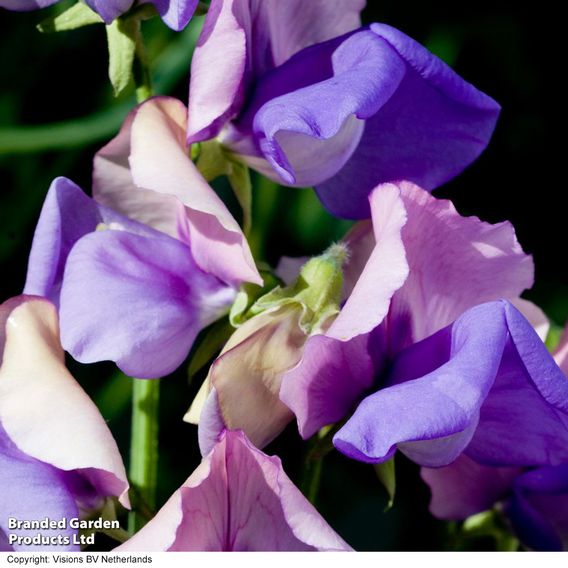 Sweet Pea 'Erewhon' - Seeds
