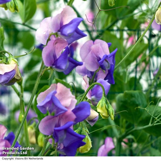 Sweet Pea 'Erewhon' - Seeds