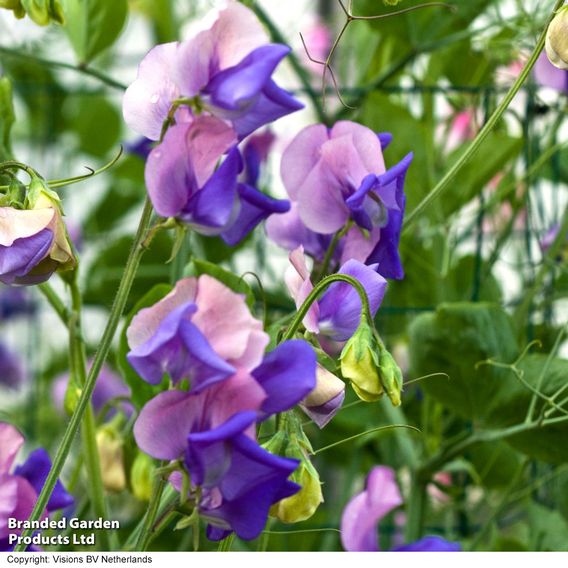 Sweet Pea 'Erewhon' - Seeds