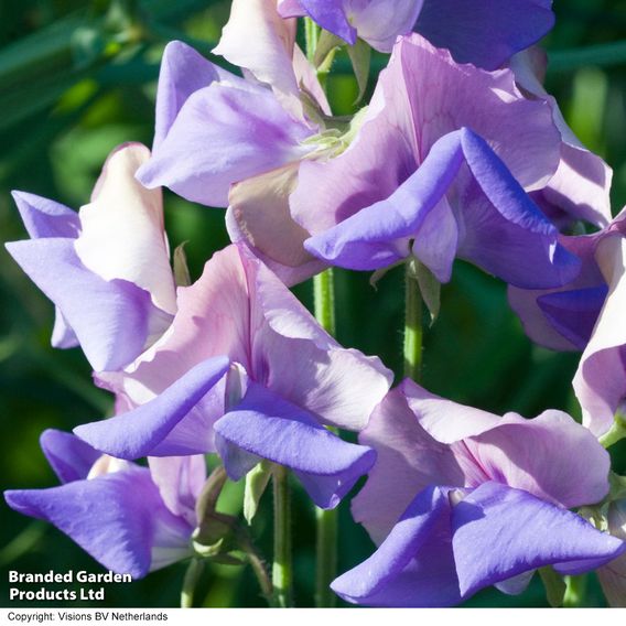 Sweet Pea 'Erewhon' - Seeds