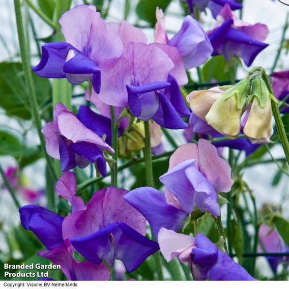 Sweet Pea 'Erewhon' - Seeds