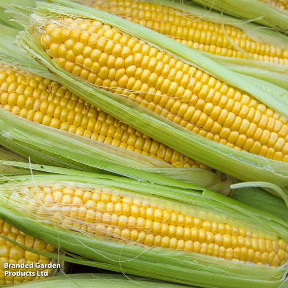 Sweetcorn 'Goldcrest' F1 - Seeds