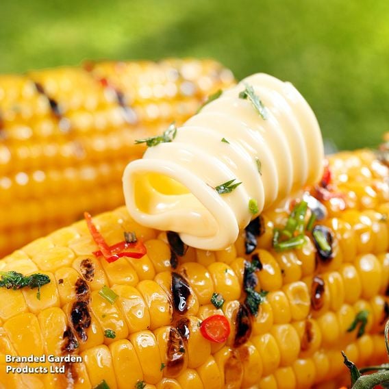 Sweetcorn 'Goldcrest' F1 - Seeds