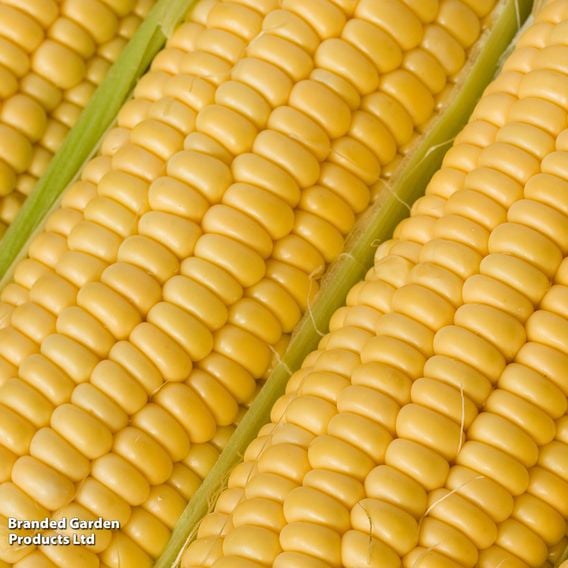 Sweetcorn 'Goldcrest' F1 - Seeds
