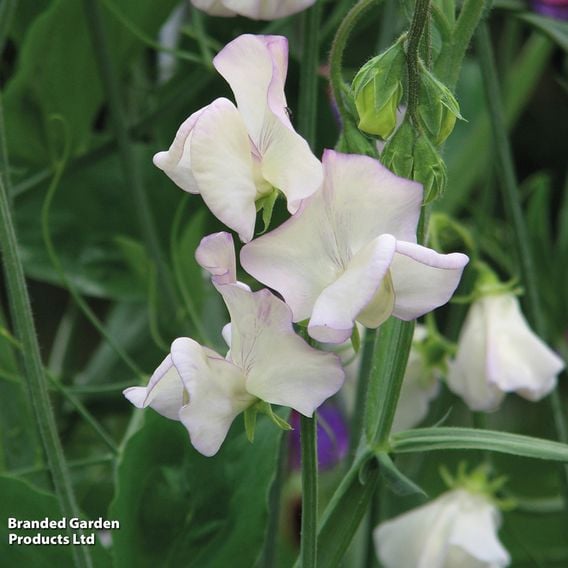 Sweet Pea 'High Scent' - Seeds