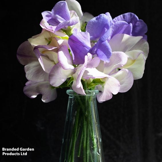 Sweet Pea 'Noel Sutton' - Seeds