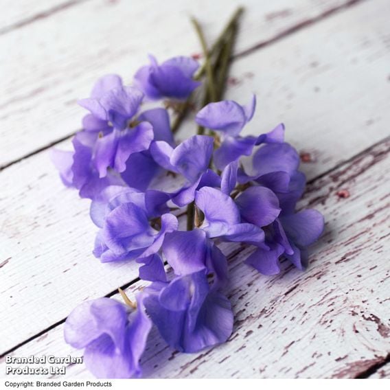 Sweet Pea 'Noel Sutton' - Seeds