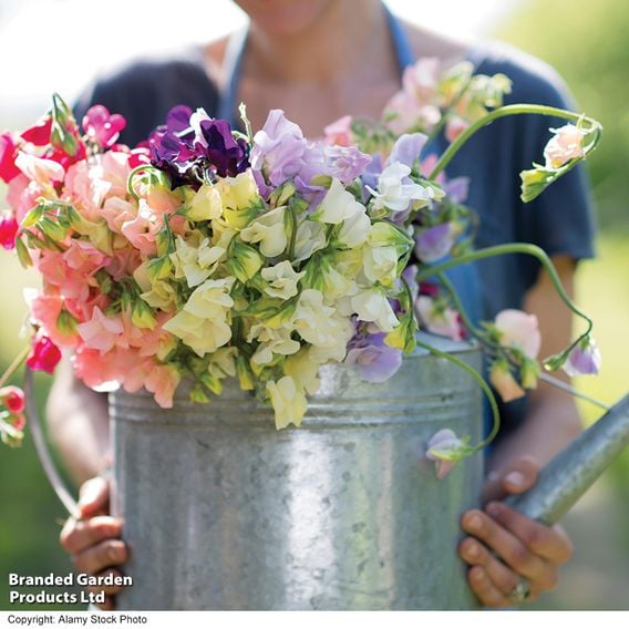 Sweet Pea 'Patio Mix' - Seeds