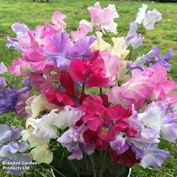Sweet Pea 'Patio Mix' - Seeds
