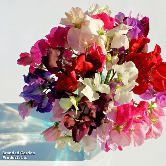 Sweet Pea 'Patio Mix' - Seeds