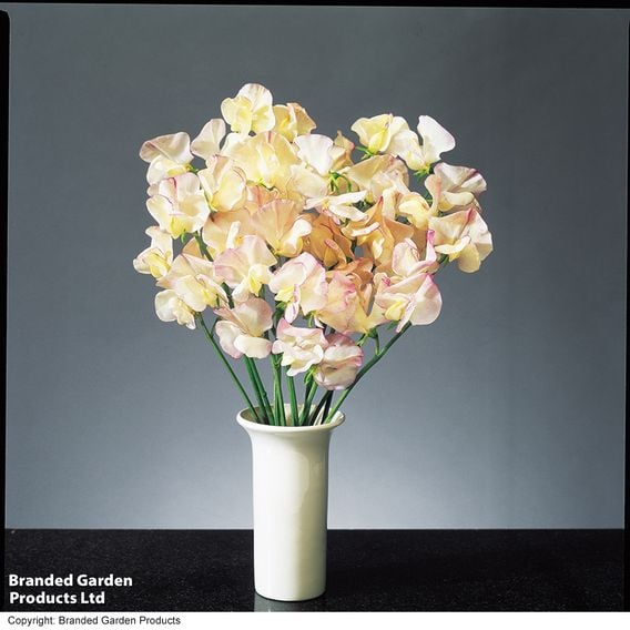 Sweet Pea 'High Scent' - Seeds