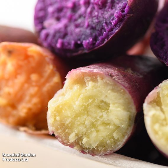 Sweet Potato Mixed Collection