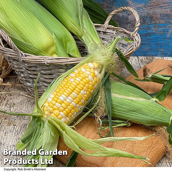 Sweetcorn Pot of Gold F1 - Seeds
