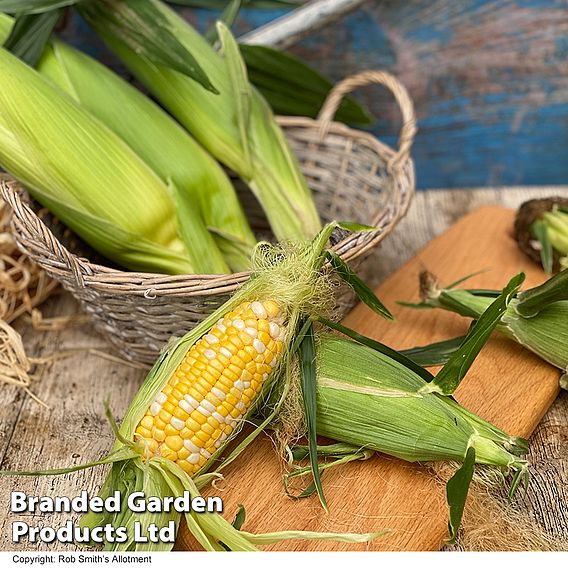 Sweetcorn Pot of Gold F1 Seeds