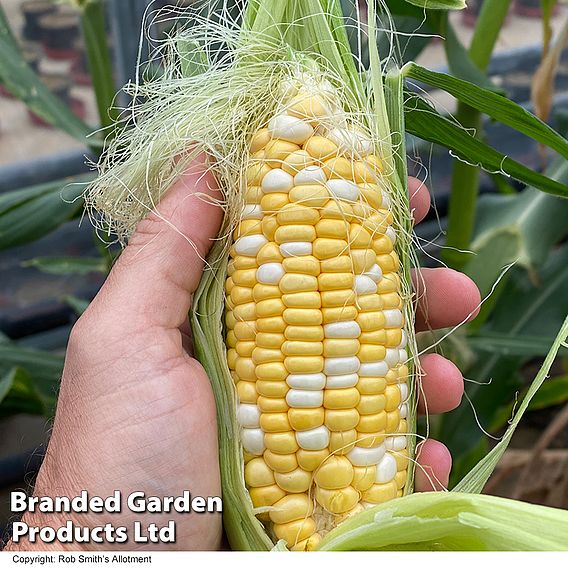 Sweetcorn Pot of Gold F1 - Seeds
