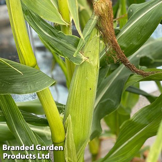 Sweetcorn Multisown Collection