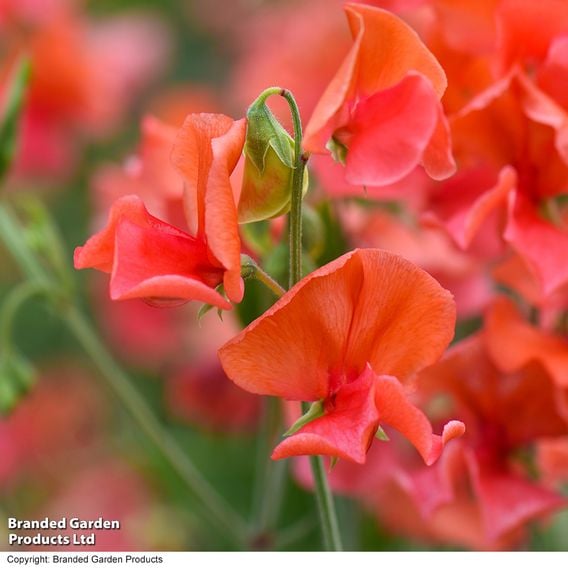 Sweet Pea 'Prince of Orange' - Seeds