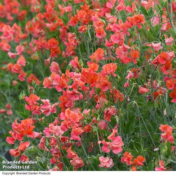 Sweet Pea 'Prince of Orange' - Seeds
