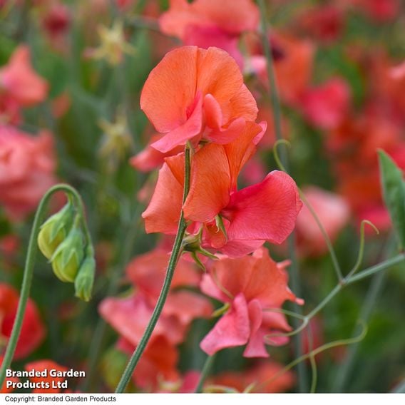 Sweet Pea 'Prince of Orange' - Seeds