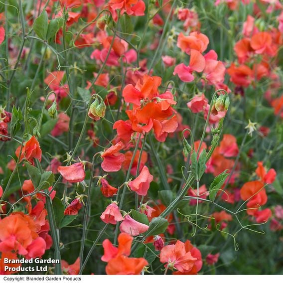 Sweet Pea 'Prince of Orange' - Seeds