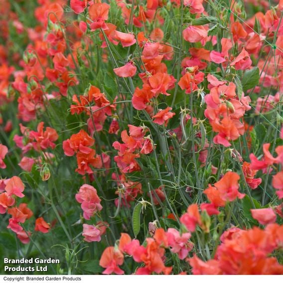 Sweet Pea 'Prince of Orange' - Seeds