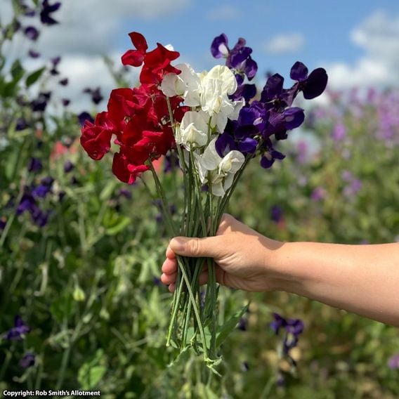 Sweet Pea 'Royal Standard' - Seeds