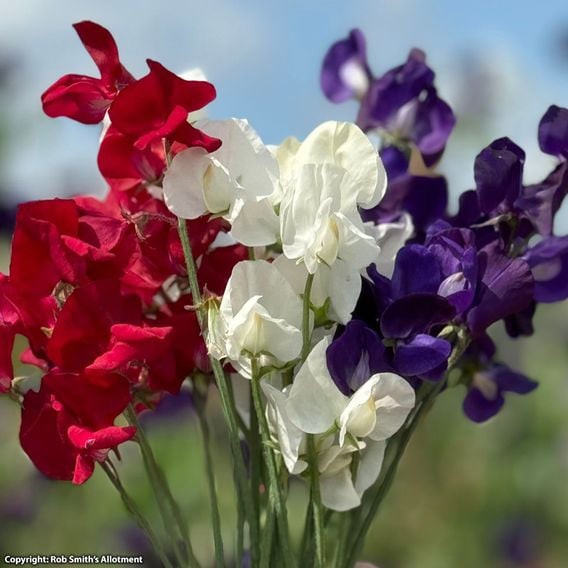 Sweet Pea 'Royal Standard' - Seeds