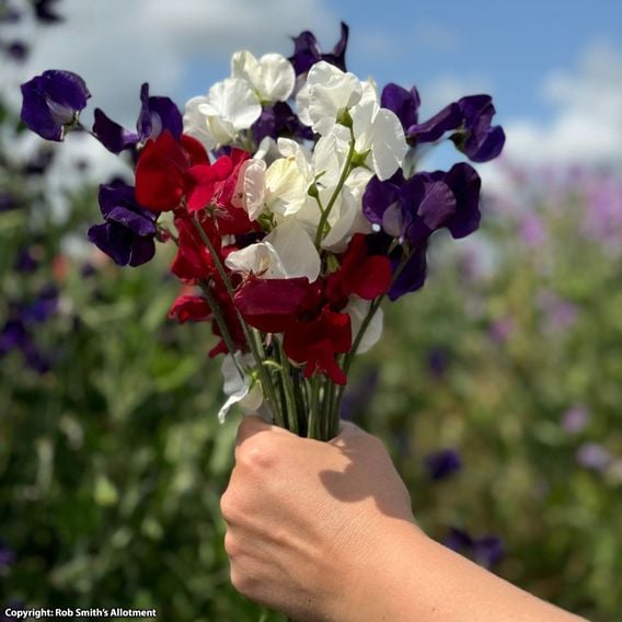 Sweet Pea 'Royal Standard' - Seeds