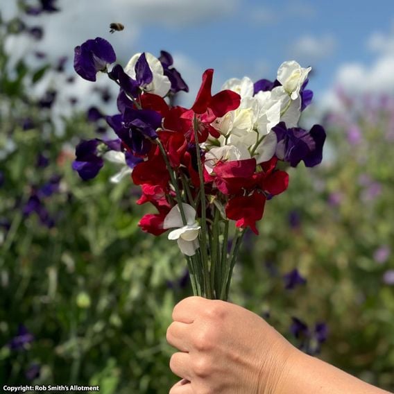 Sweet Pea 'Royal Standard' - Seeds