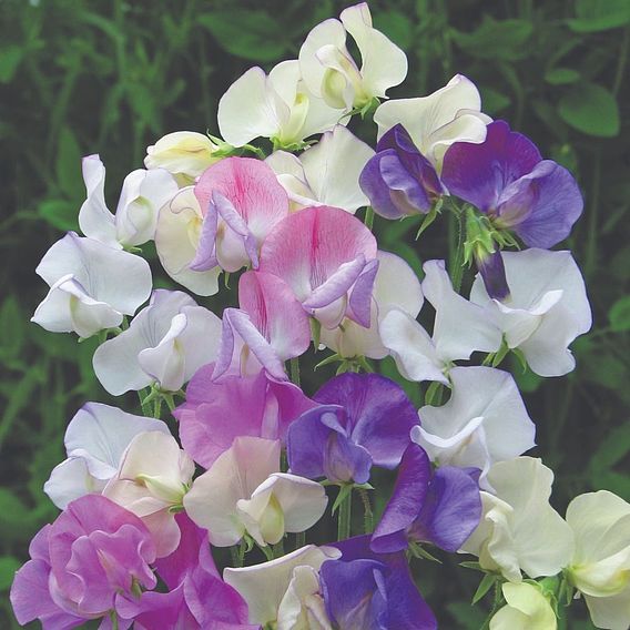 Sweet Pea 'Scent Infusion'