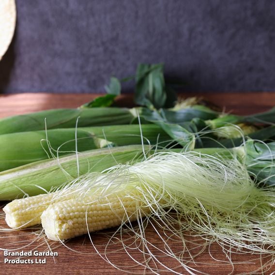 Sweetcorn 'Snobaby' F1 - Seeds