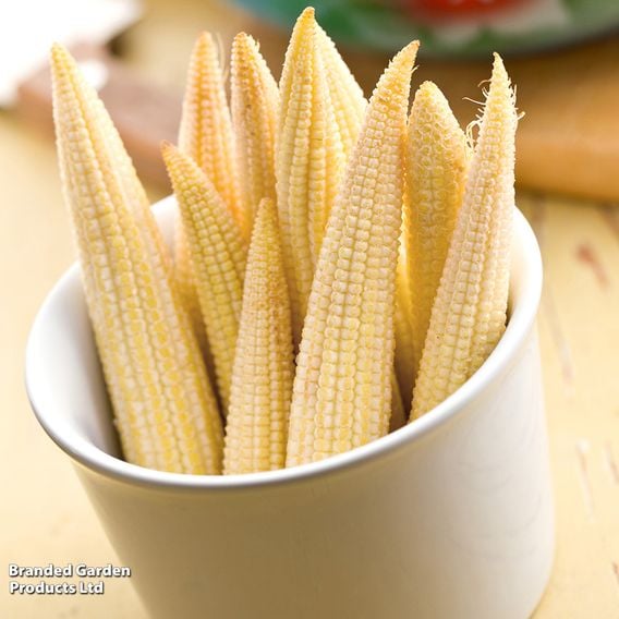 Sweetcorn 'Snobaby' F1 - Seeds