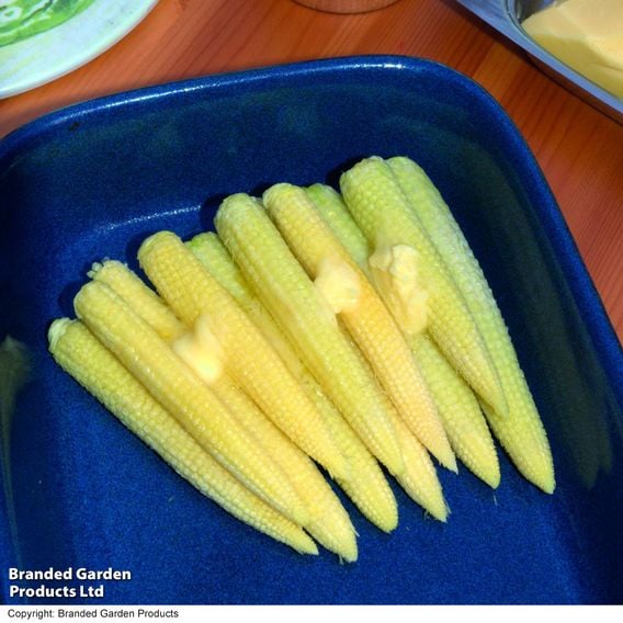 Sweetcorn 'Snobaby' F1 - Seeds