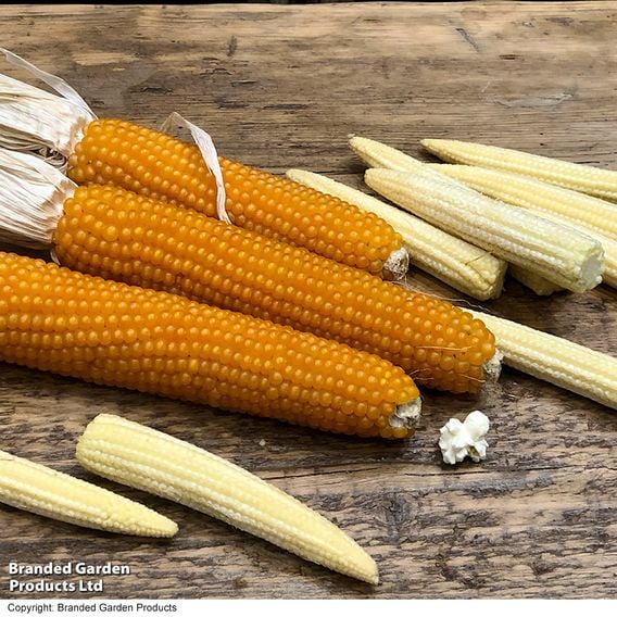 Sweetcorn 'Snobaby' F1 - Seeds