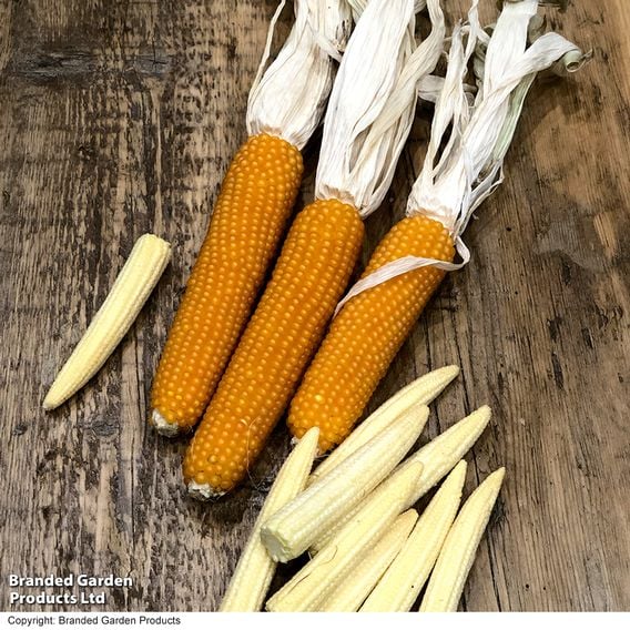 Sweetcorn 'Snobaby' F1 - Seeds