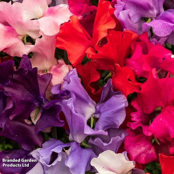 Sweet Pea 'Spencer Special Mix' - Seeds