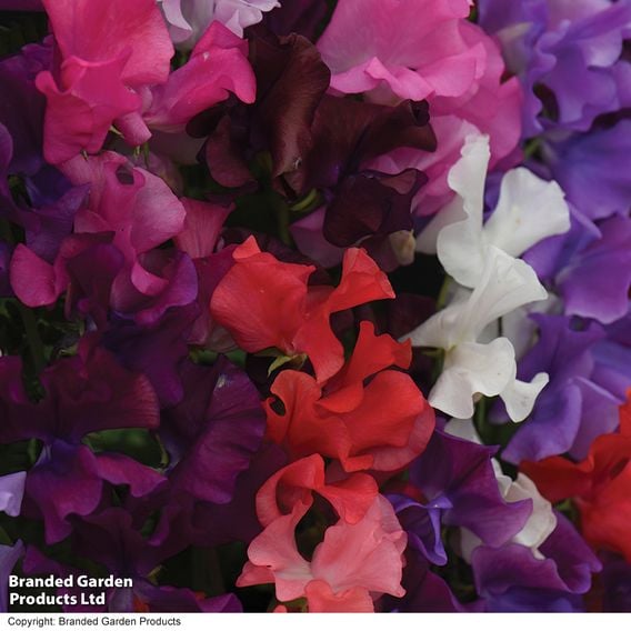 Sweet Pea 'Spencer Special Mix' - Seeds