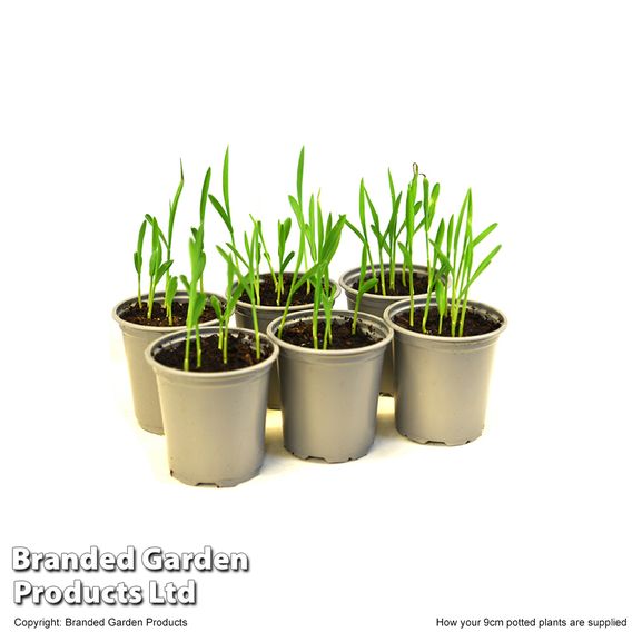 Sweetcorn Multisown Collection