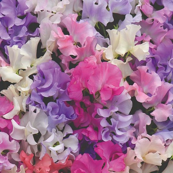 Sweet Pea 'Sweet Dreams Mixed'